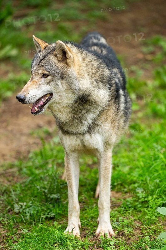 European gray wolf (Canis lupus lupus) on a meadow, Germany