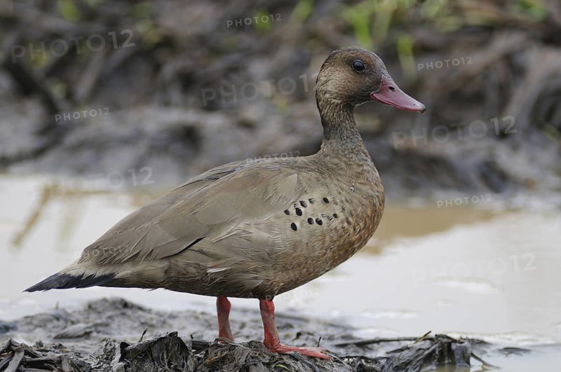 Brazilian Teal (Amazonetta brasiliensis), Pantanal, Brazil