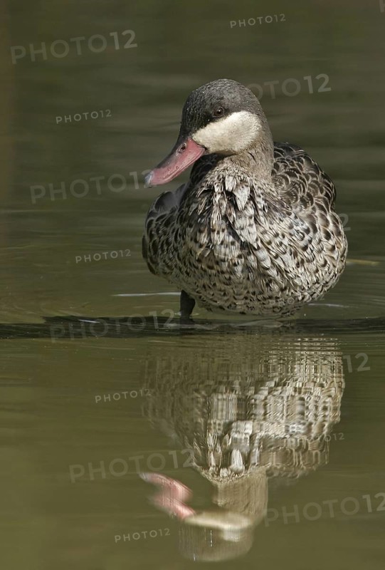 Red-billed Teal (Anas erythrorhyncha), California, USA