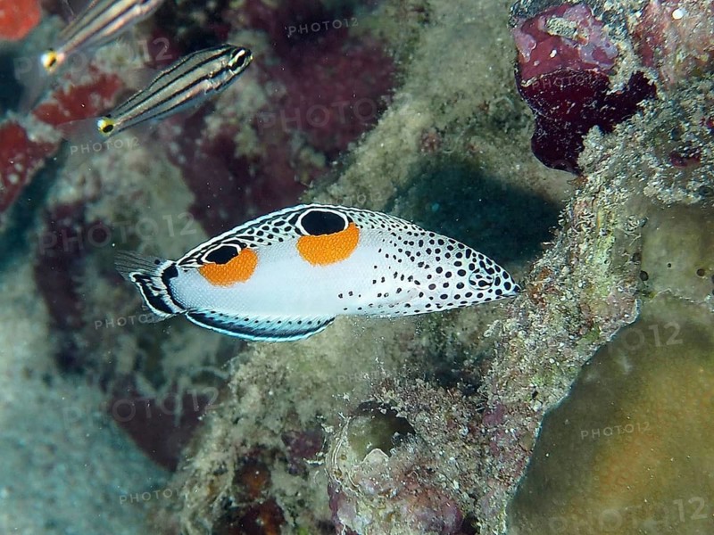 Mirror-spot wrasse juvenile (Coris aygula)