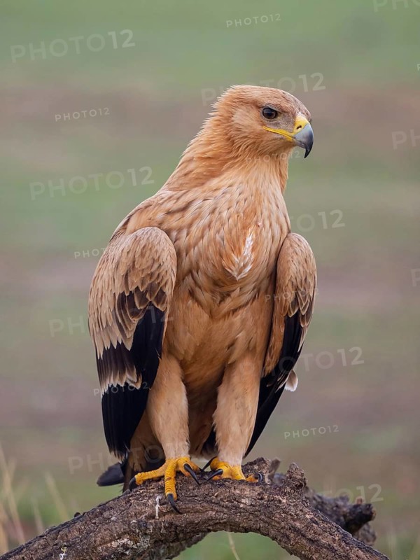 Spanish imperial eagle (Aquila adalberti), El Millaron Imperial Eagle Hid, Salorino, Extremadura Caceres, Spain
