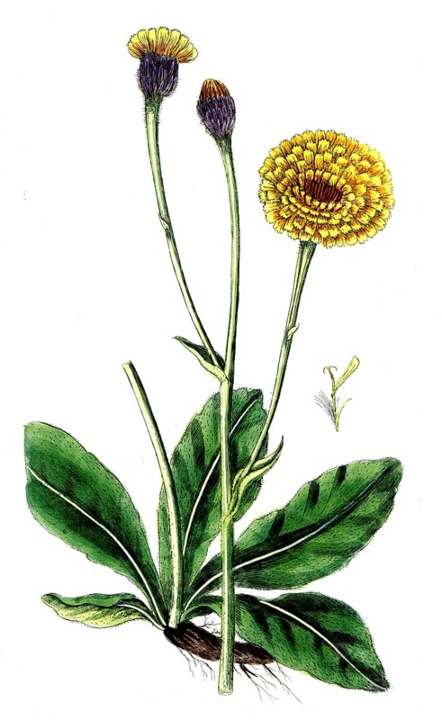 Hypochaeris maculata, Mottled piglet weed, digital reproduction of a historical original, between 1790 and 1810
