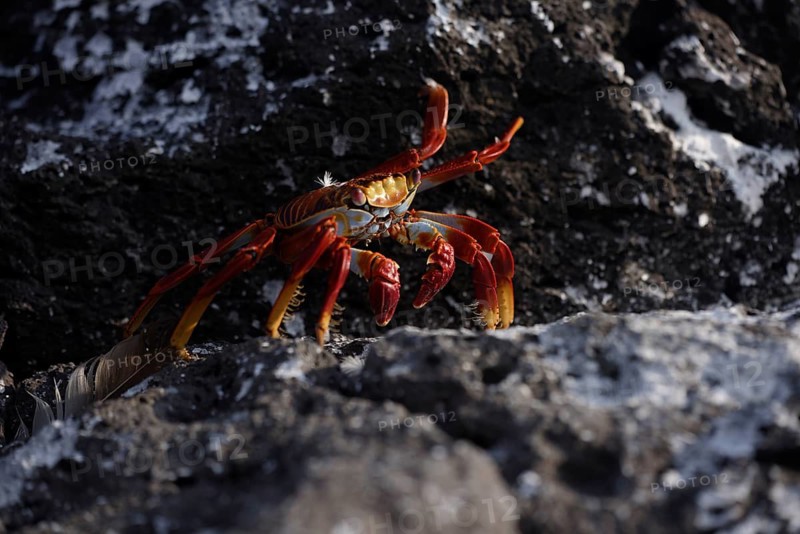A vibrant Sally Lightfoot crab scuttles across a dark volcanic rock in the Galapagos Islands, showcasing the unique wildlife of Ecuador