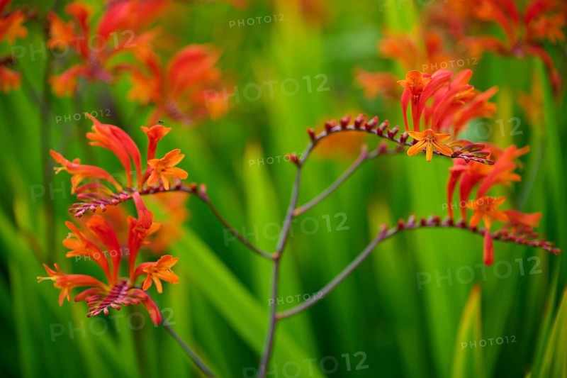 Bright orange and red flowers on a blurred green background, Montbretie, Cawdor, Nairn, Scotland, United Kingdom, United Kingdom