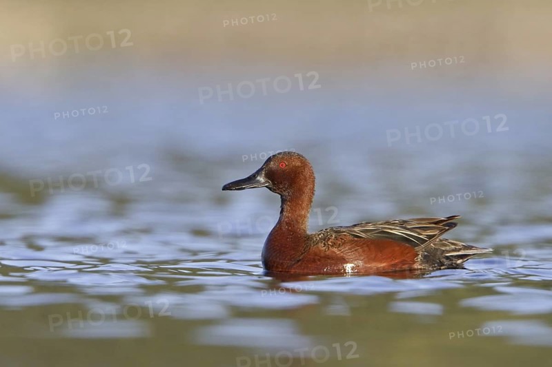 Cinnamon Teal (Spatula cyanoptera) male, British Columbia, Canada