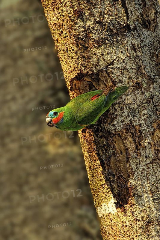 Double-eyed Fig Parrot (Cyclopsitta diophthalma) male, Queensland, Australia