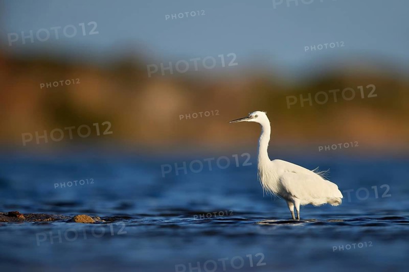 Little Egret (Egretta garzetta) foraging, Valencia, Spain
