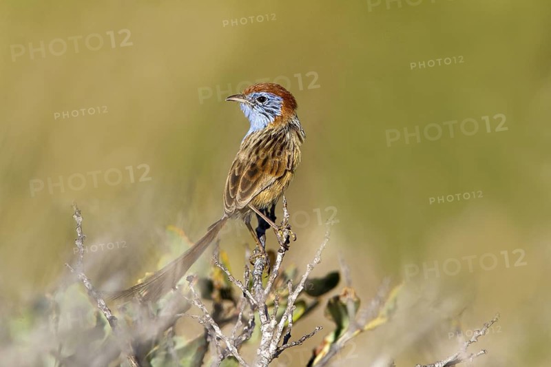 Rufous-crowned Emu-wren (Stipiturus ruficeps) male, Western Australia, Australia