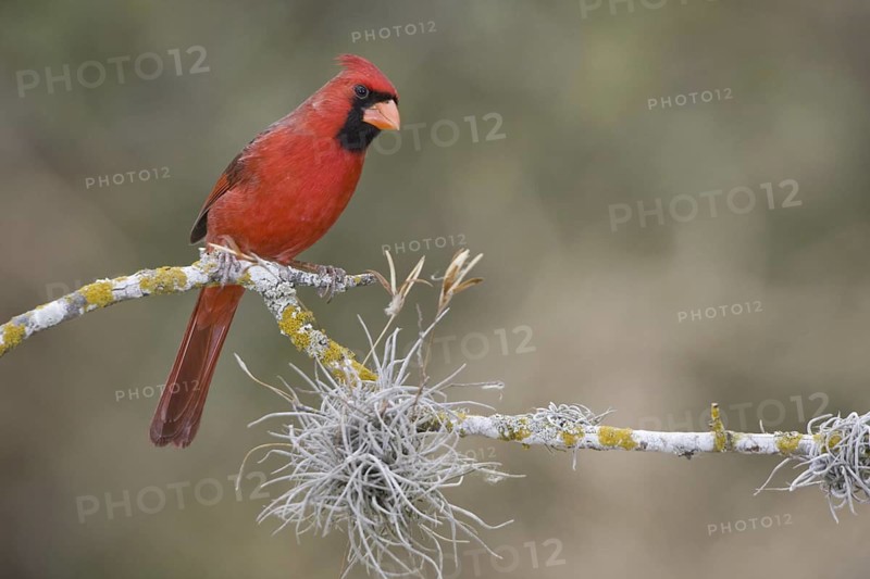 Northern Cardinal (Cardinalis cardinalis) male, Texas, USA