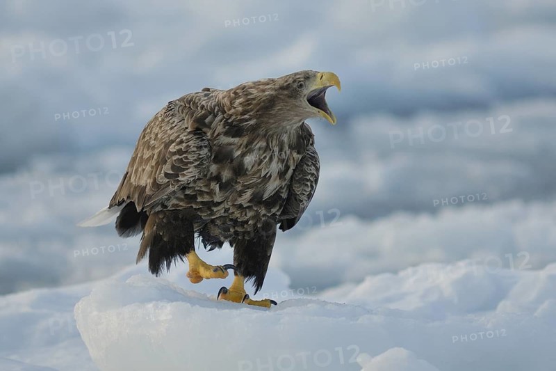 White-tailed Eagle (Haliaeetus albicilla) calling, Hokkaido, Japan