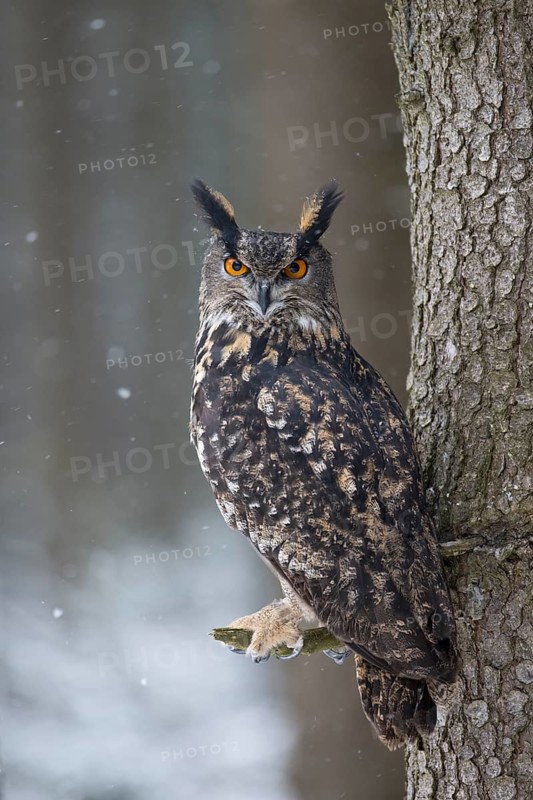 Eurasian Eagle-owl (Bubo bubo), Czech Republic