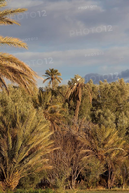 White Stork (Ciconia ciconia), Morocco