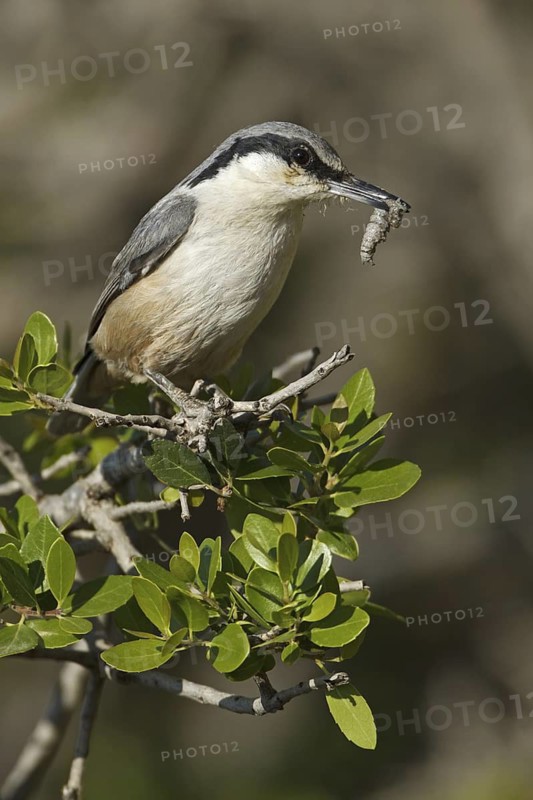 Eastern Rock Nuthatch (Sitta tephronota) perched on a branch, Turkey