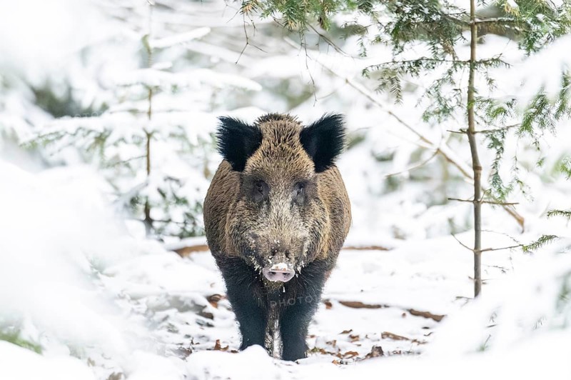 Wild boar (Sus scrofa) standing in a forest in winter, snow, Bavaria, Germany
