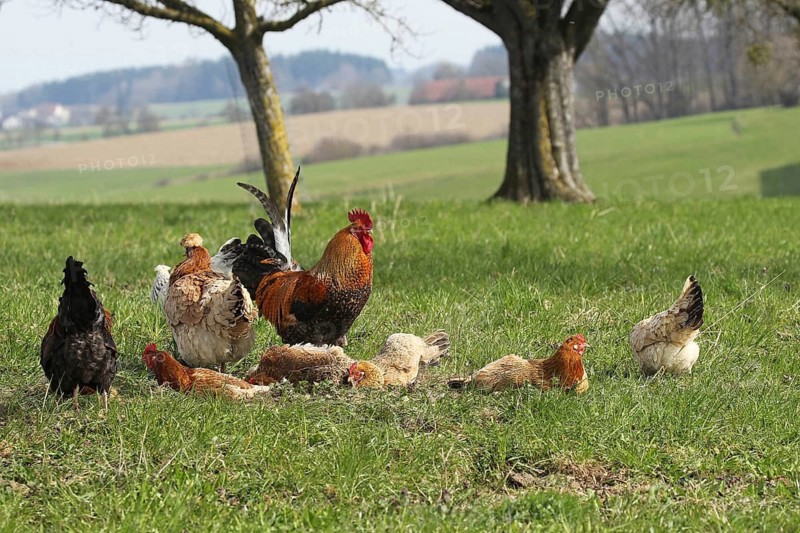 Domestic chicken (Gallus gallus domesticus) organic farming, free-range chickens and rooster sandbathing in the meadow, Lower Austria, Austria, Allgäu, Bavaria, Germany