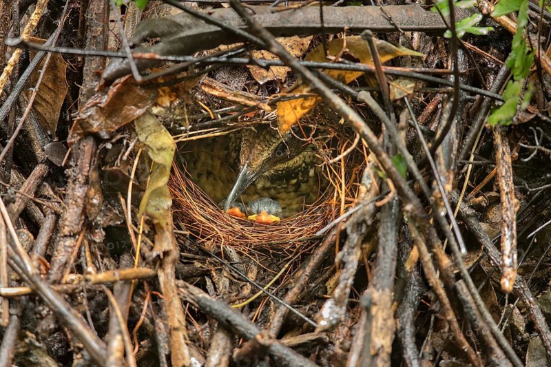 Eared Pitta (Hydrornis phayrei) chicks in nest, Kaeng Krachan, Thailand