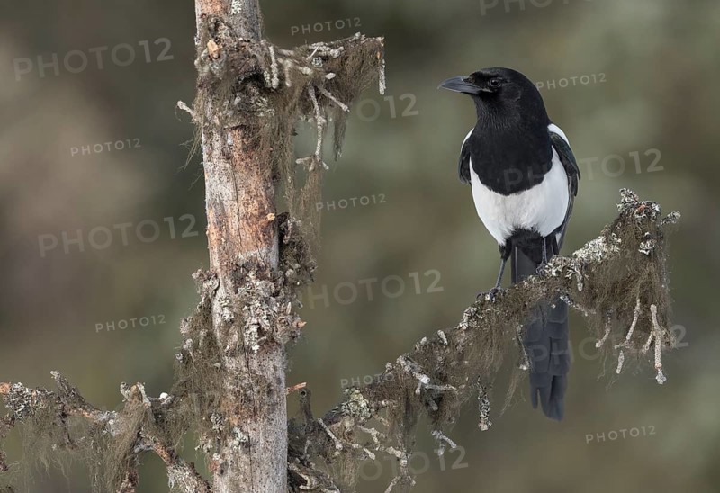 Black-billed Magpie (Pica hudsonia) perched on a branch, Alaska, USA