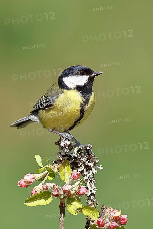 Great tit (Parus major) sitting on a branch with apple blossoms (Malus domestica), Wilnsdorf, North Rhine-Westphalia, Germany