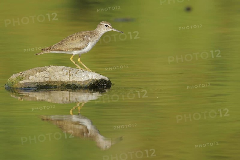 Common Sandpiper (Actitis hypoleucos), Andalusia, Spain