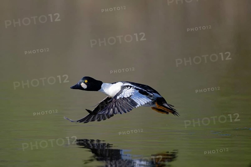 Common Goldeneye (Bucephala clangula) male flying, Saxony, Germany