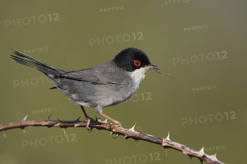 Male velvet-headed warbler (Sylvia melanocephala), branch with thorns, Malpartida de Plasencia, Extremadura, Spain
