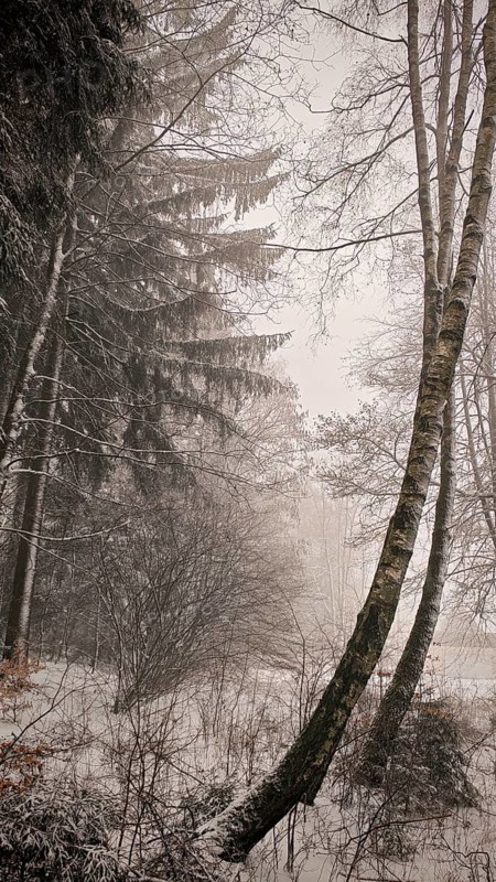 Snowy tree scene with fog and quiet winter atmosphere, hiking in winter on the Rennsteig, Frankenwald nature park Park
