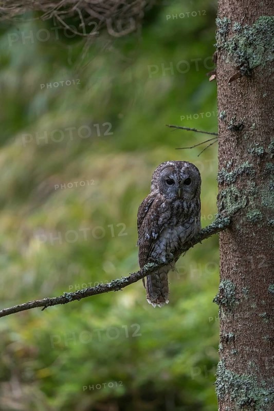 One tawny owl or brown owl (Strix aluco) sitting on a twig of a tree in the bavarian forest. Green vegetation in the background