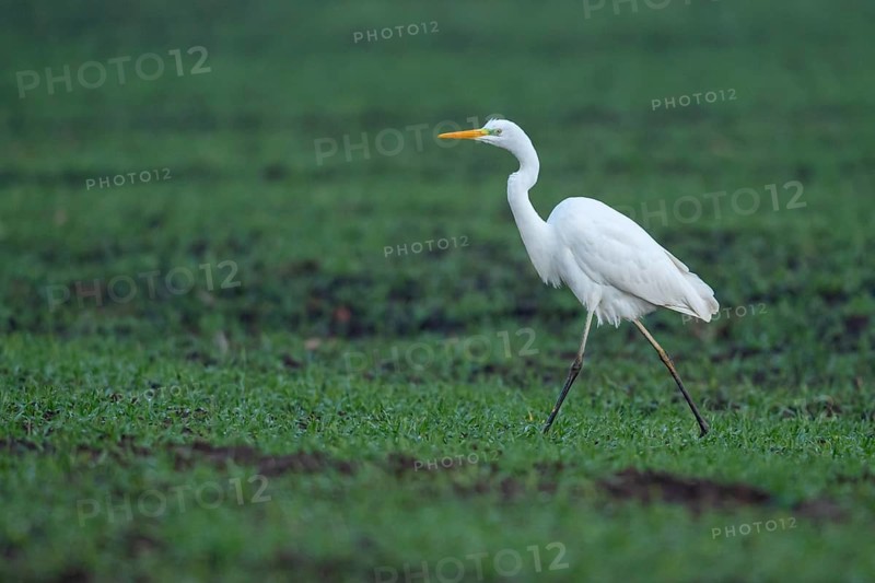 Great White Egret (Ardea alba, syn.: Casmerodius albus, Egretta alba), Dümmer, Lembruch, Lower Saxony, Germany