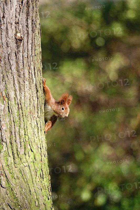 Squirrel, beginning of March, Germany