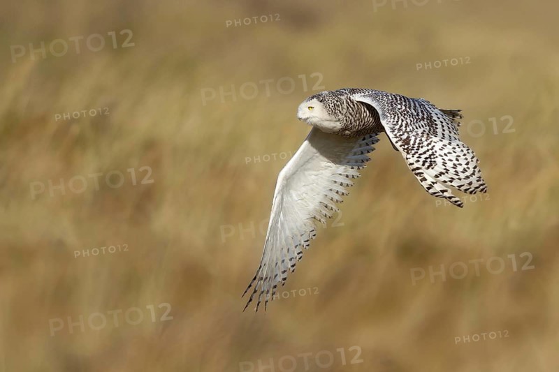 Snowy Owl (Bubo scandiacus) flying, Vlieland, Netherlands