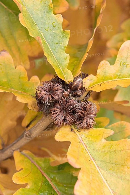 Japanese Emperor Oak (Quercus dentata 'Carl Ferris Miller')