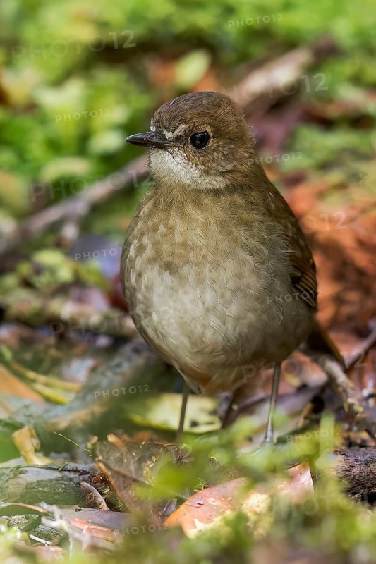 Lesser Ground Robin (Amalocichla incerta) perched on a branch in Papua New Guinea