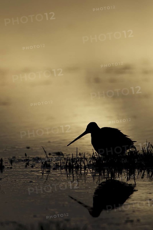 Black-tailed Godwit (Limosa limosa)