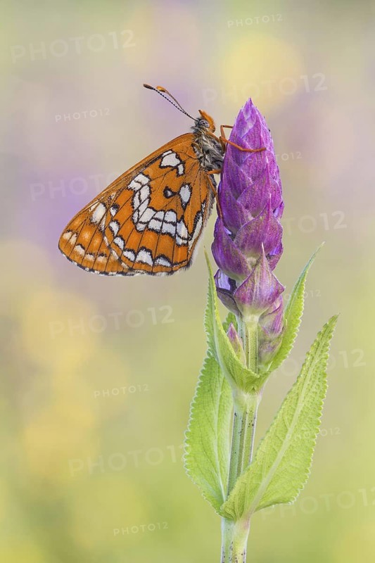 Scarce Fritillary (Euphydryas maturna) butterfly resting on flower, Bavaria, Germany