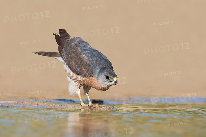 Levant Sparrowhawk (Accipiter brevipes) male, Eilat, Israel