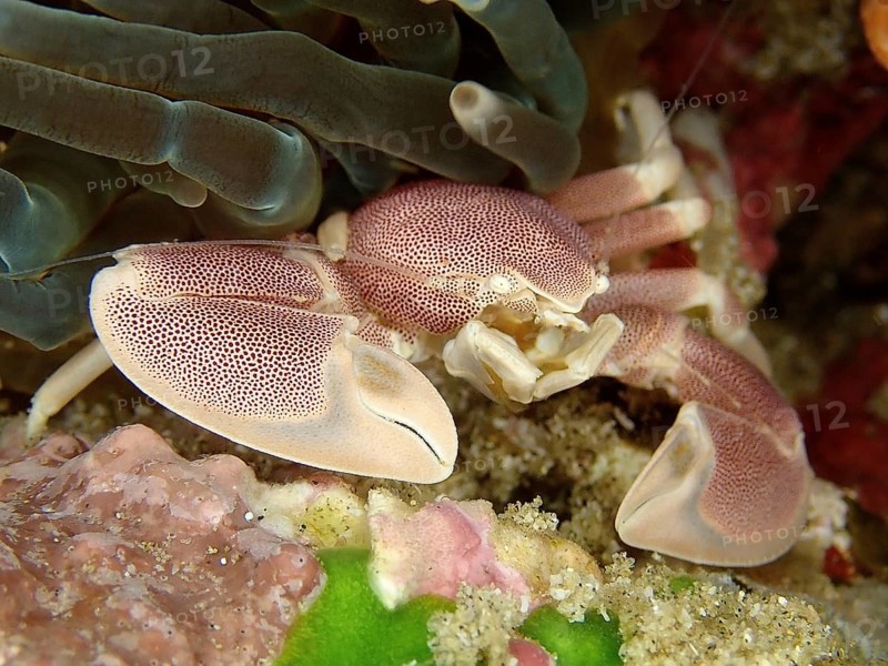 Spotted porcelain crayfish (Neopetrolisthes maculatus)