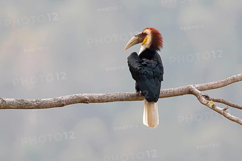 Wreathed Hornbill (Rhyticeros undulatus) male, perched on a branch, Yunnan, China