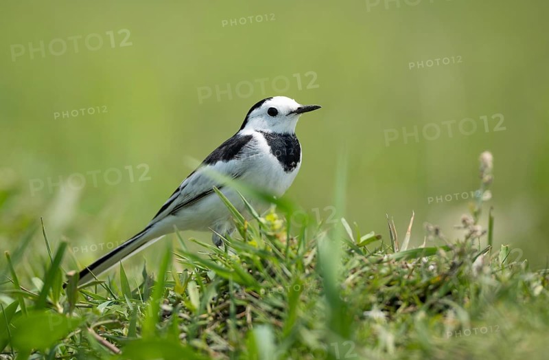 White Wagtail (Motacilla alba) standing in a lush green field, sreepur, Gazipur, bangladesh