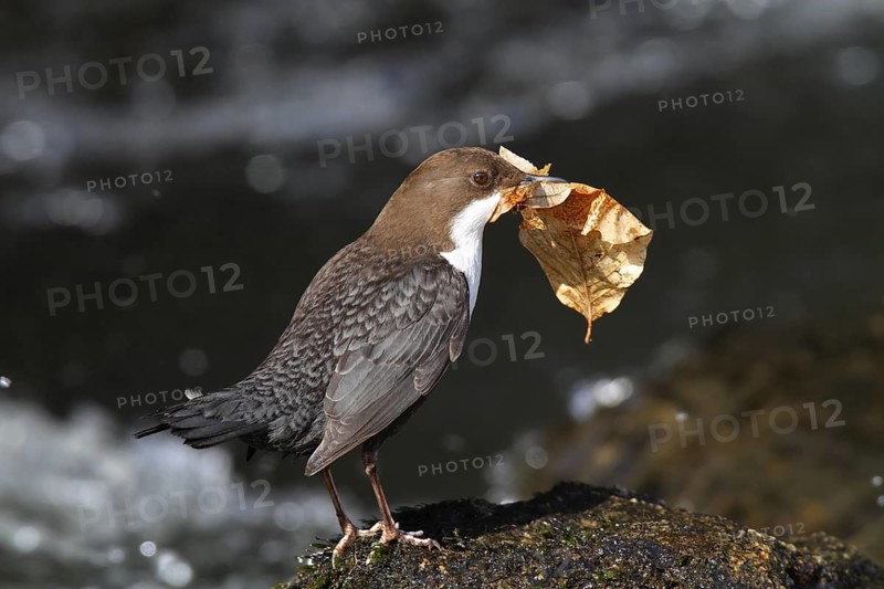 White-throated Dipper (Cinclus cinclus), Lower Saxony, Germany