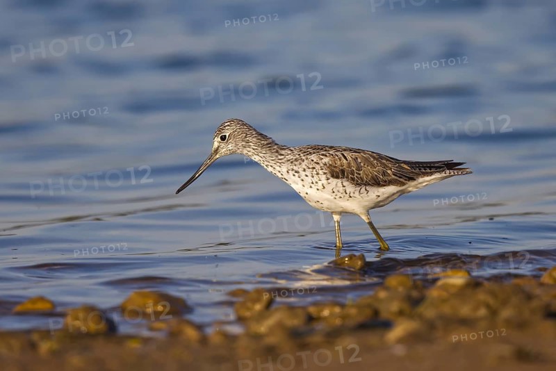 Common Greenshank (Tringa nebularia), North Rhine-Westphalia, Germany