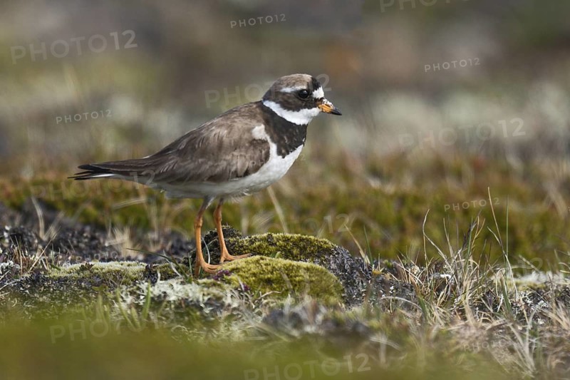 Common Ringed Plover (Charadrius hiaticula) perched on ground, Iceland