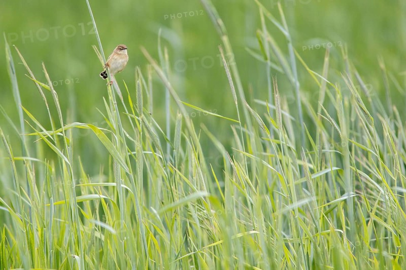 Zitting cisticola (Cisticola juncidis), on cereal field, Galicia, Spain