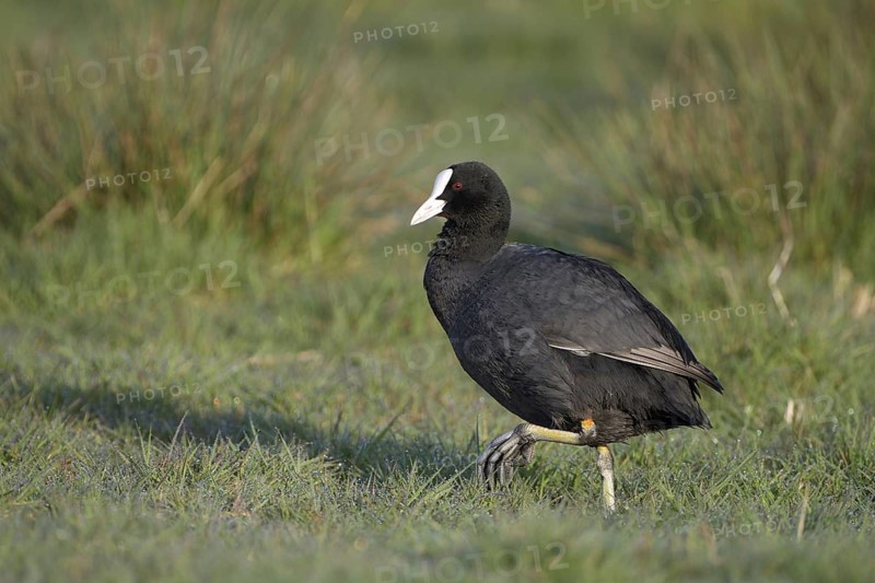 Blaessralle, Blaesshuhn (Fulica atra), Coot, Altvogel, April, Insel Texel, Nordholland, Nordsee, Niederlande