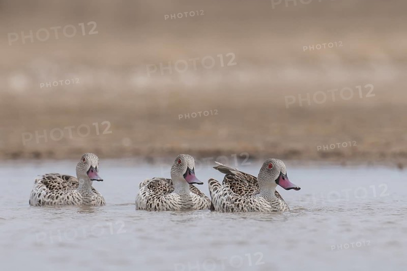 Cape Teal (Anas capensis), Northern Cape, South Africa