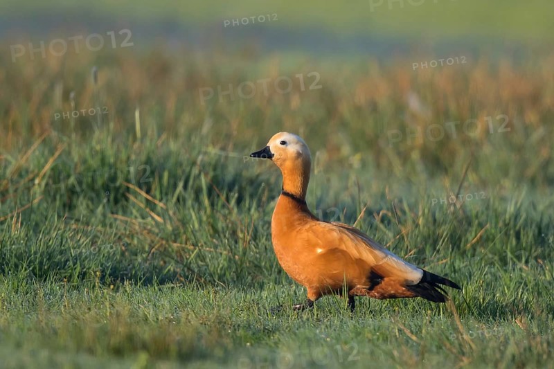 Ruddy Shelduck (Tadorna ferruginea) male, North Rhine-Westphalia, Germany