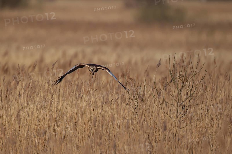 Marsh harrier (Circus aeruginosus) adult raptor bird of prey in flight over a reedbed, RSPB Minsmere nature reserve, Suffolk, England, United Kingdom