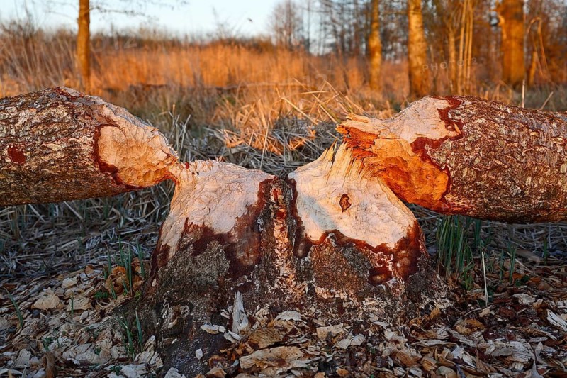 Beaver (Castor fibre), tree felled by a beaver, activities of a beaver, beaver cutting, Peene Valley nature park Park, Mecklenburg-Western Pomerania, Germany