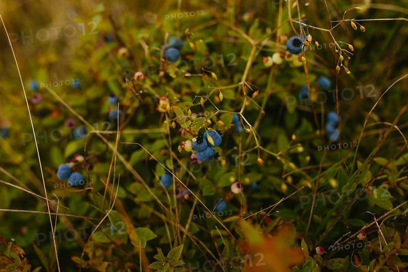 A vibrant and detailed close-up of ripe blueberries nestled among lush greenery in Sherwink, Trinity