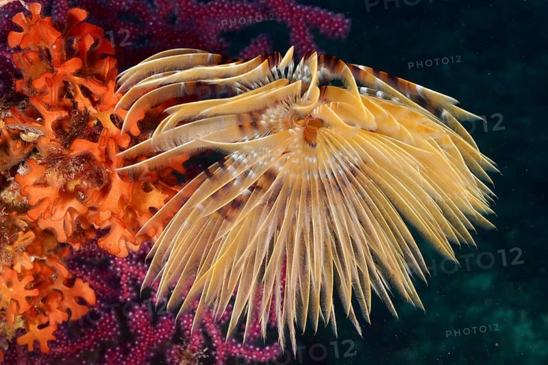 Detailed close-up of a screw table (Sabella spallanzanii) showing its feathery pattern, dive site peninsula Giens, Mediterranean Sea, Porquerolles, Provence, Côte d'Azur, France