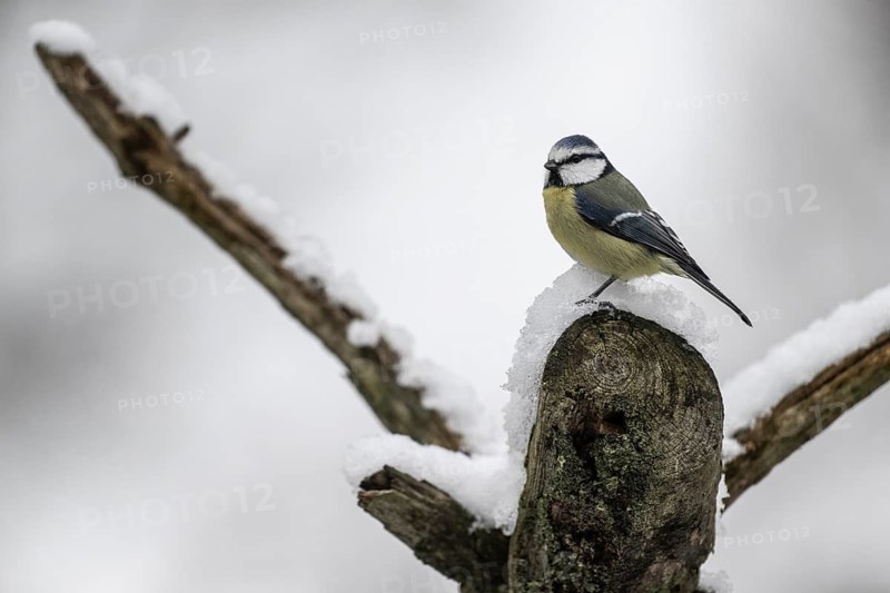 Blue tit (Parus caerulea), Emsland, Lower Saxony, Germany
